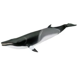 100413 Minke Whale